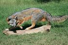 Grey Fox